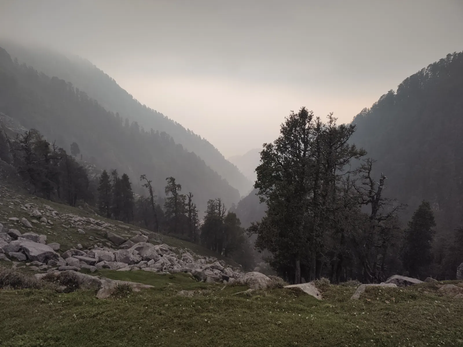 Deodar trees on a rocky slope under heavy clouds