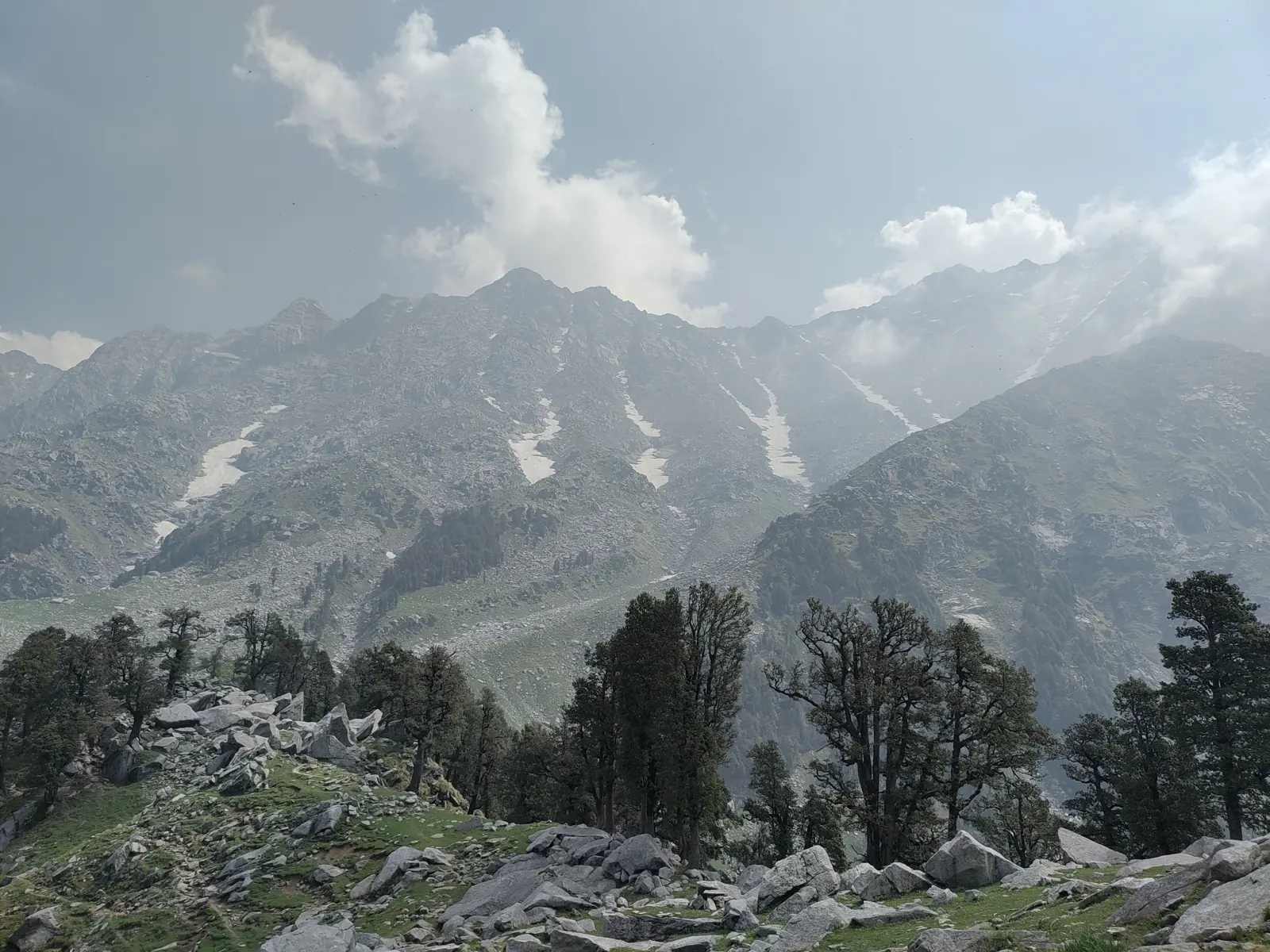 Dhauladhar peaks with streaks of snow above deodar trees