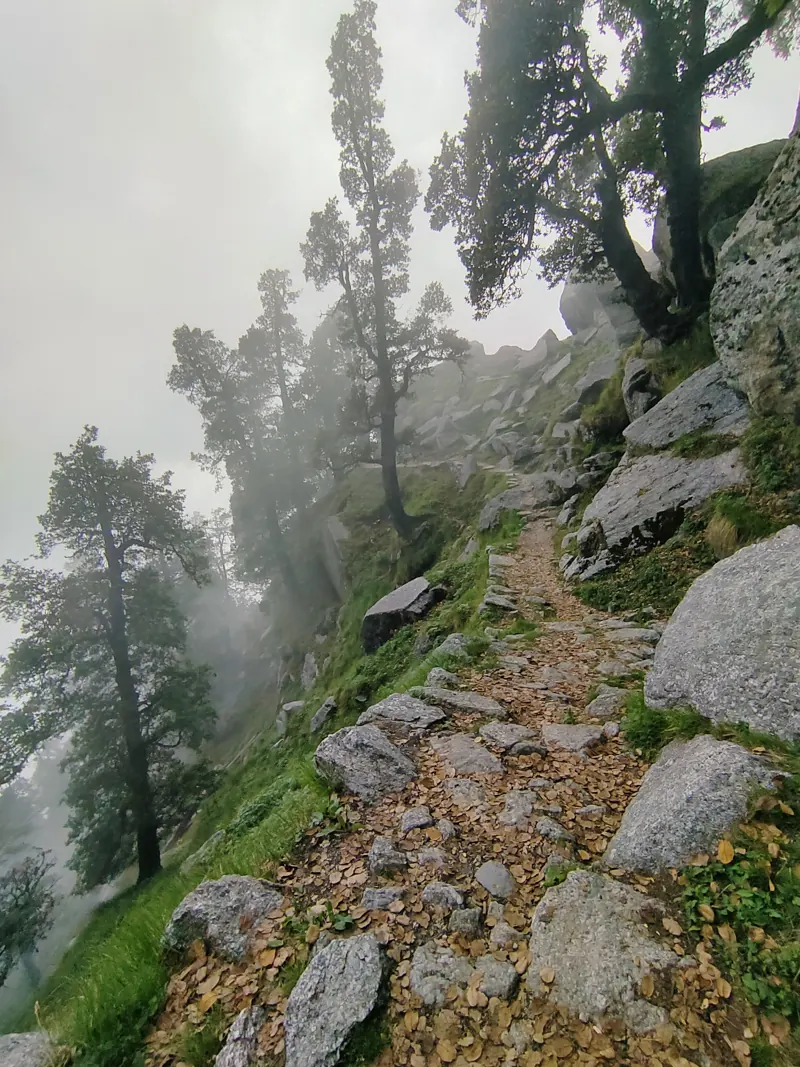Rocky forest trail disappearing into the fog between pine trees